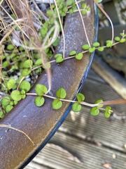 Epilobium nummulariifolium