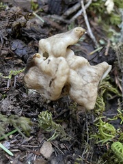 Helvella maculata