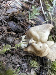 Helvella maculata