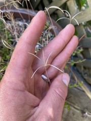 Epilobium nummulariifolium