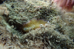 Thysanozoon tentaculatum
