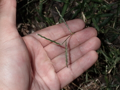 Urochloa distachya