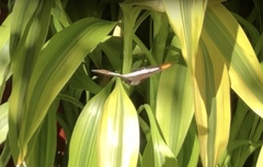 Adelpha iphicleola iphicleola