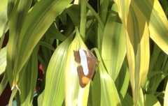 Adelpha iphicleola iphicleola