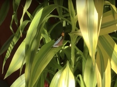 Adelpha iphicleola iphicleola