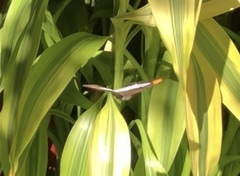 Adelpha iphicleola iphicleola