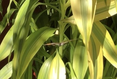 Adelpha iphicleola iphicleola