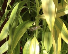 Adelpha iphicleola iphicleola