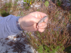 Sceloporus woodi
