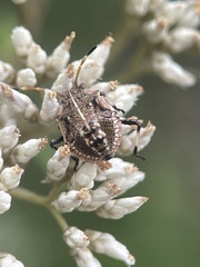 Oncocoris geniculatus