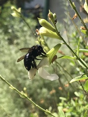 Xylocopa
