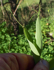 Lathyrus ochrus