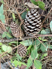 Pinus caribaea caribaea