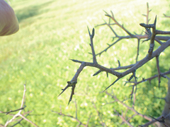 Pyrus bourgaeana