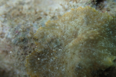 Planoceridae