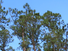 Pinus caribaea caribaea