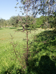 Pyrus bourgaeana