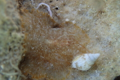 Planoceridae