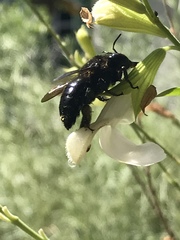 Xylocopa