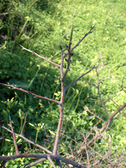 Pyrus bourgaeana