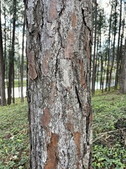 Pinus caribaea caribaea