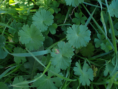 Geranium molle