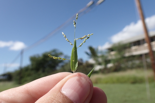 Urochloa reptans observed 2023-02-06