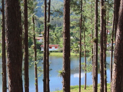 Pinus caribaea caribaea