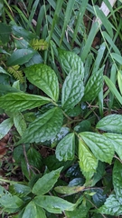 Elatostema subcoriaceum