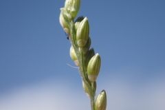 Urochloa reptans