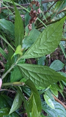 Elatostema subcoriaceum