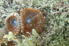 Palythoa