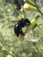 Xylocopa