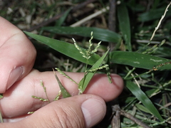 Urochloa reptans