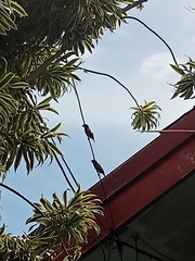 Lonchura atricapilla