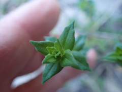 Micromeria graeca