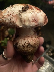 Amanita novinupta