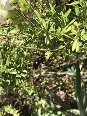 Xylocopa