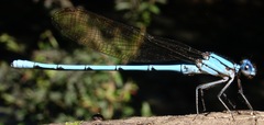 Argia westfalli