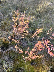 Betula glandulosa