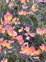 Betula glandulosa