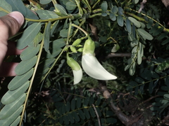 Sesbania grandiflora