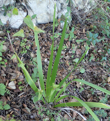 Iris foetidissima