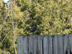 Junco hyemalis carolinensis