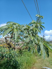 Sesbania grandiflora