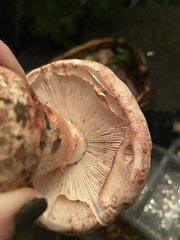 Amanita novinupta