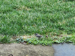Junco hyemalis