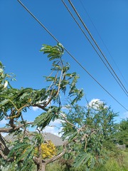 Sesbania grandiflora
