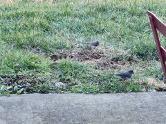 Junco hyemalis