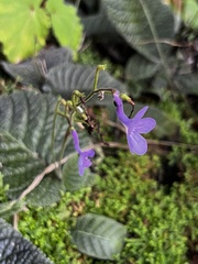 Streptocarpus